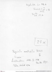 Historisches Foto (Rückseite) von Goniodromites bidentatus (Reuss, 1859) (NHMW-AFW-GEO-BACHMAYER-FOTO-1990-0041-0371)